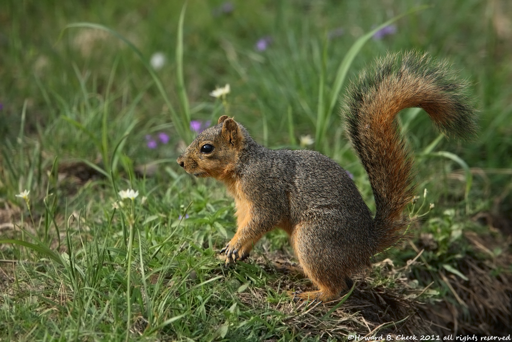 Spring Squirrel