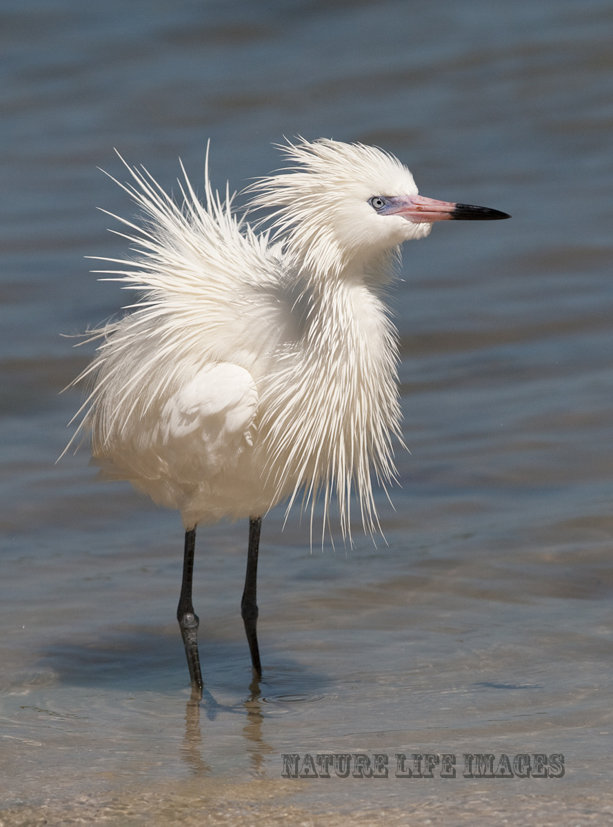 Fluffy White Morph