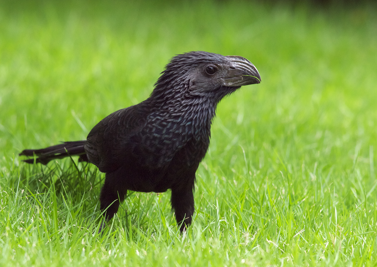 Groove-billed Ani