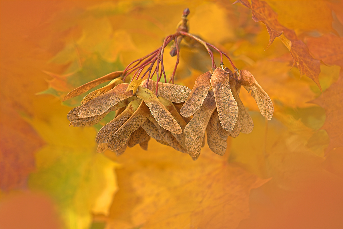 Autumn Keys.