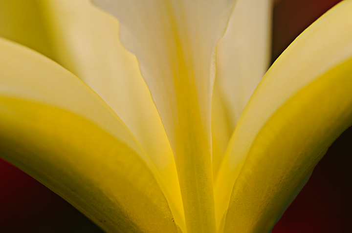Light and the Iris
