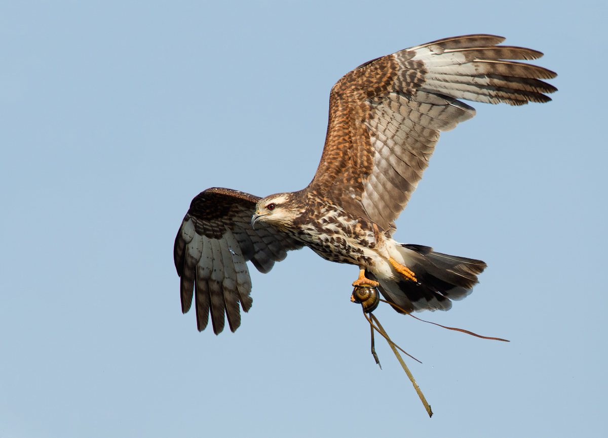 Snail kite with snail