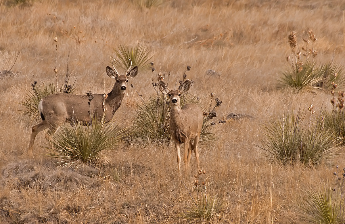 Two Mulies