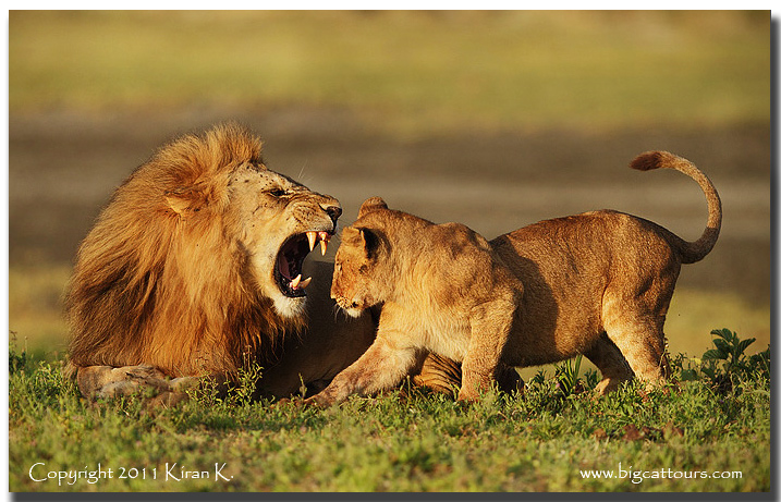 Hello, Daddy !! Oops ...
