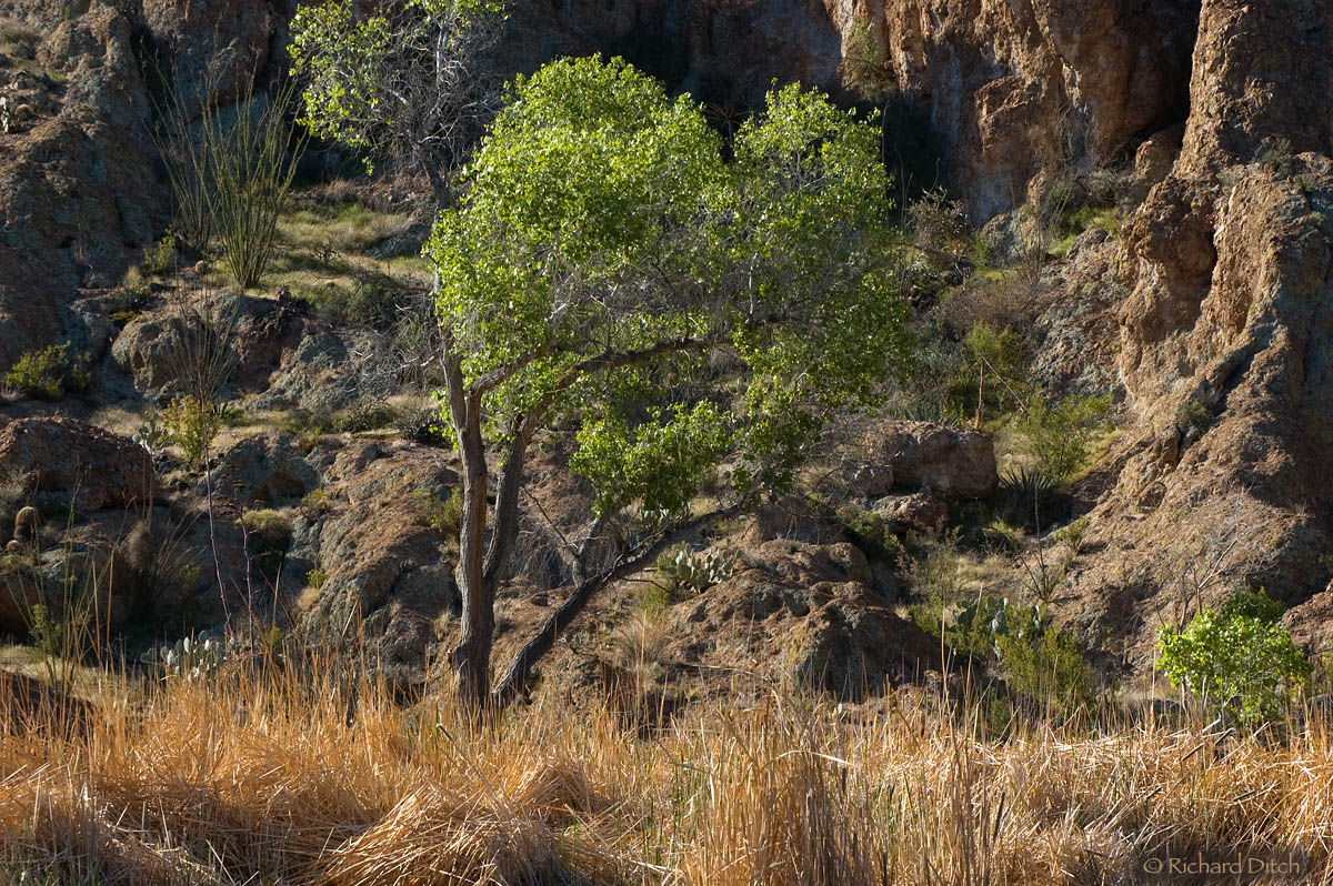 Boyce Thompson Arboretum