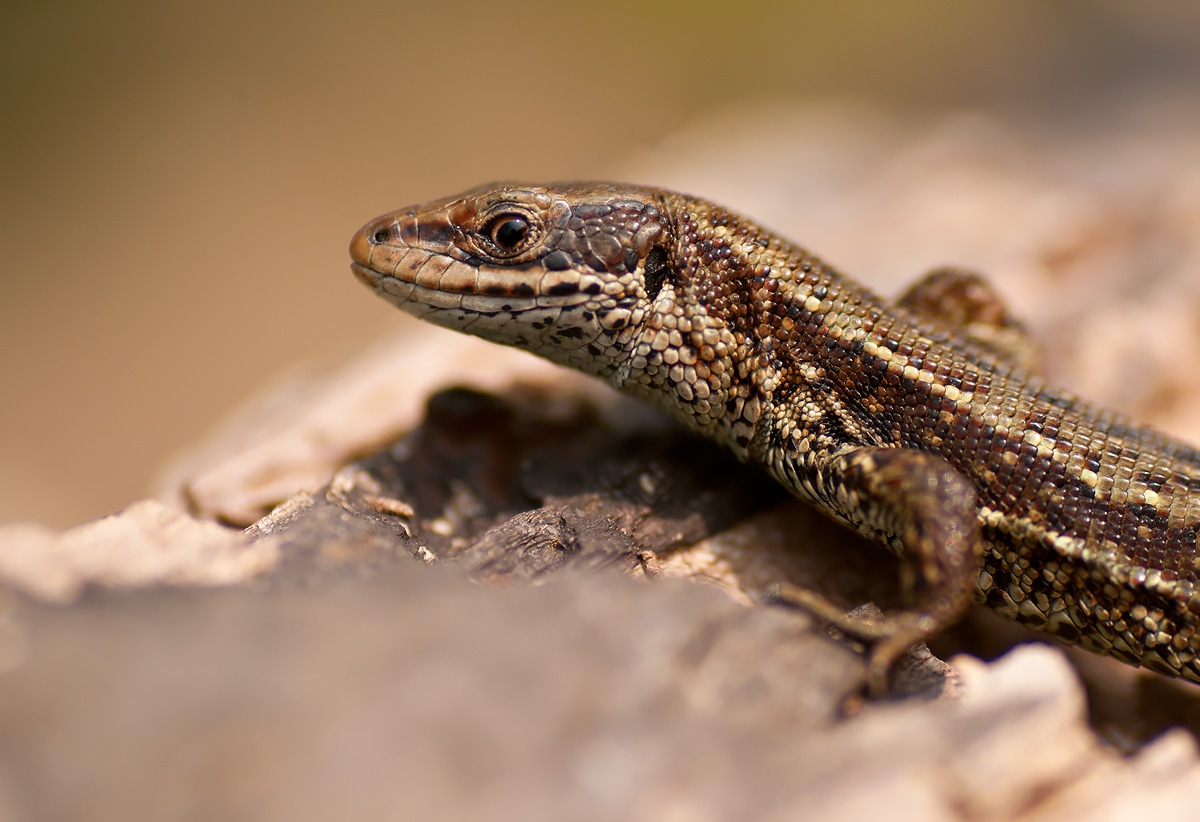 Common Lizard