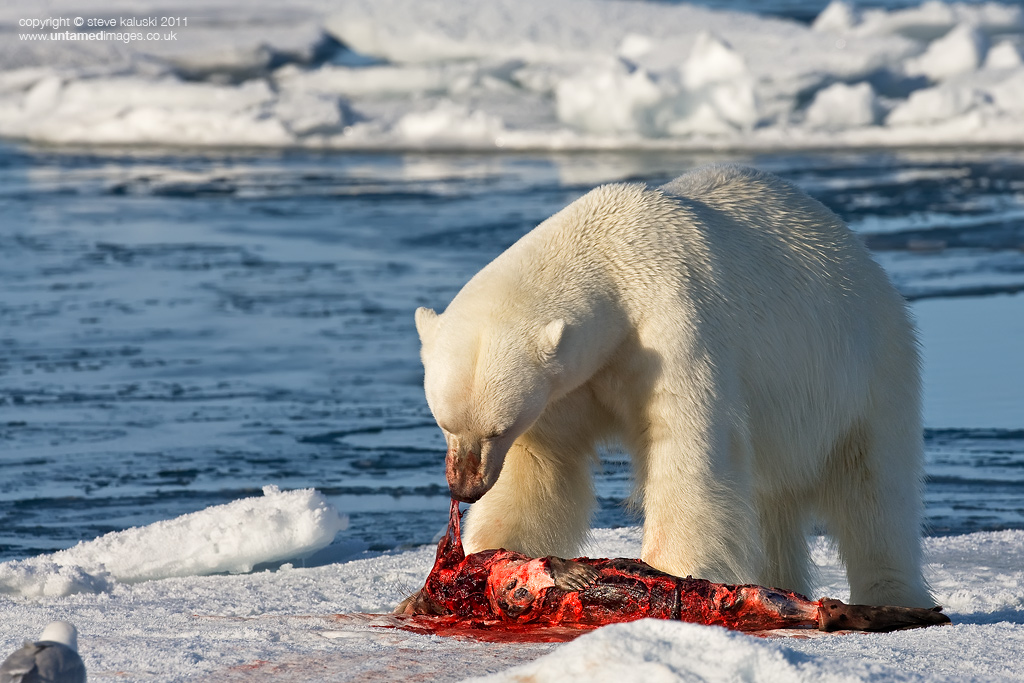 A meal for one