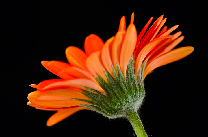 Red Gerbera #3