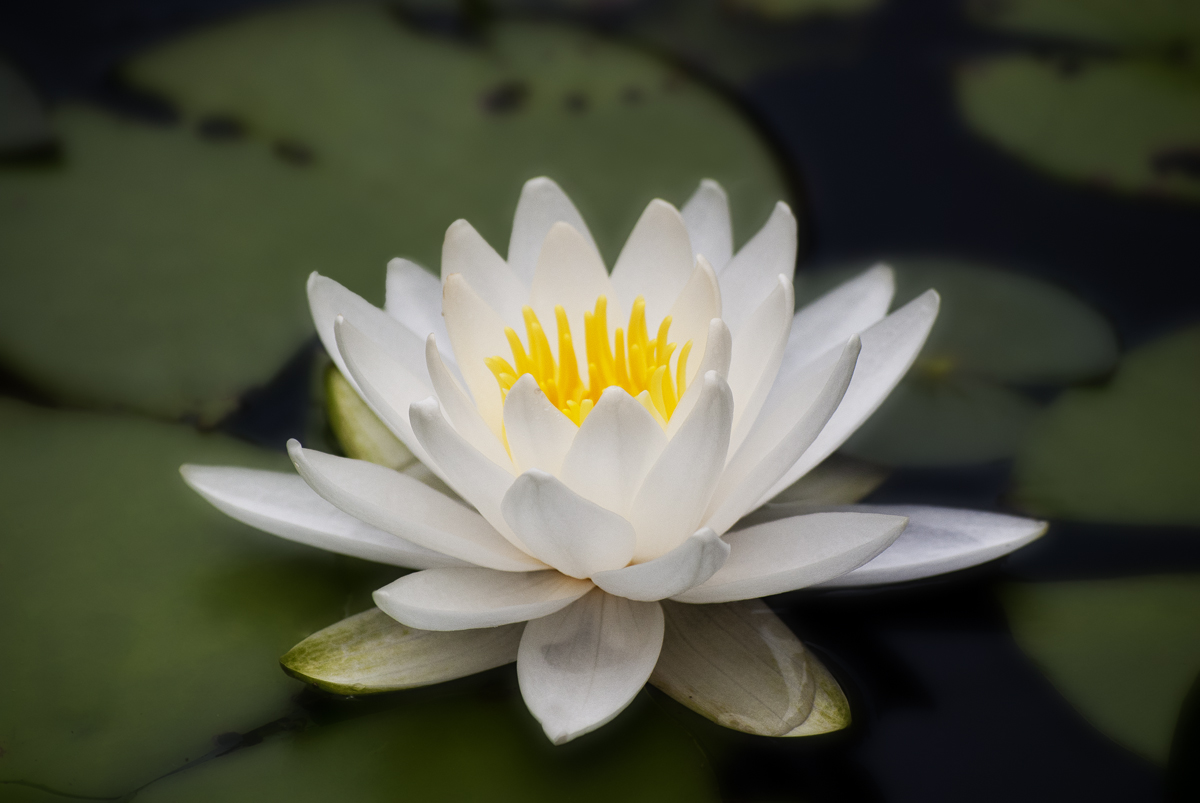 lily