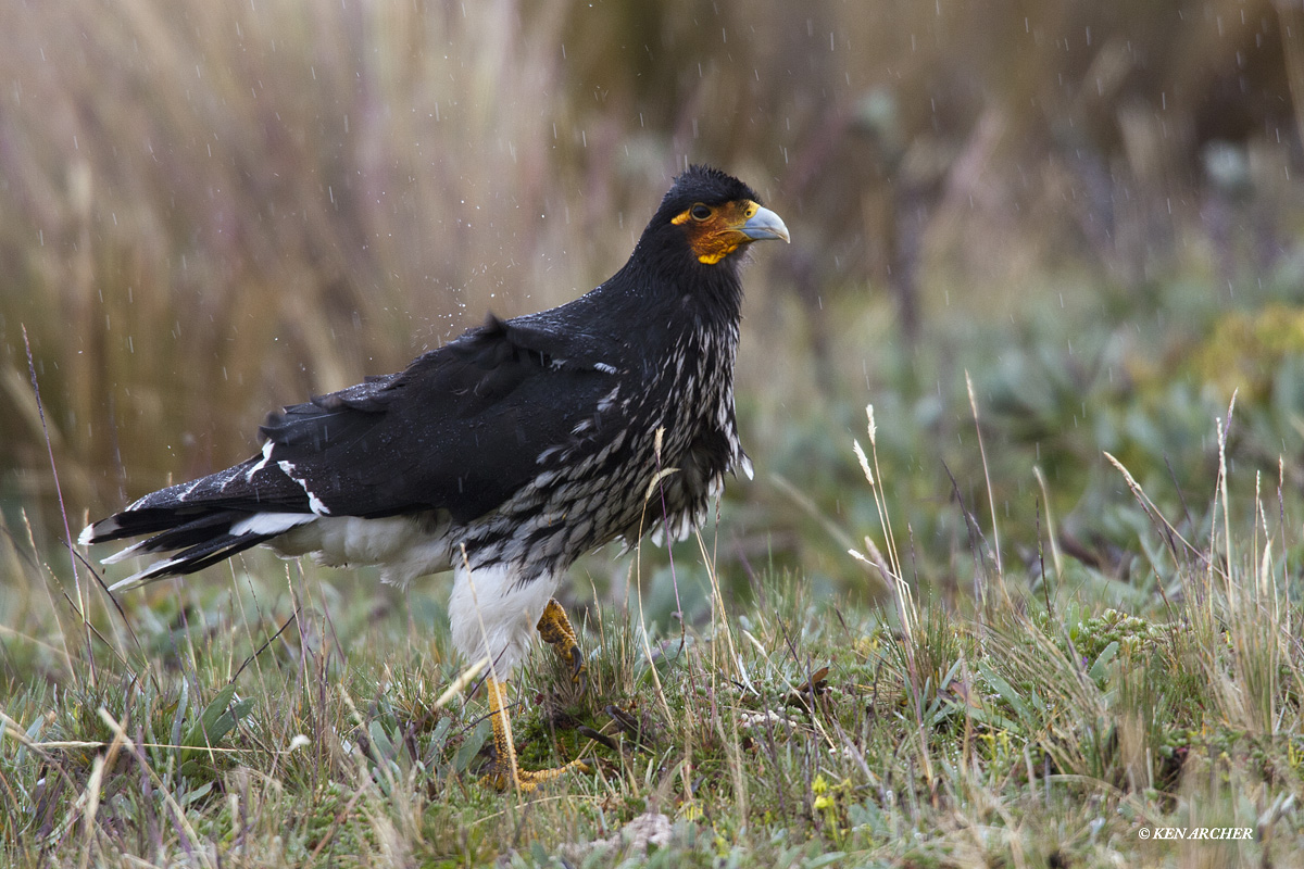 Carunculated Caracara