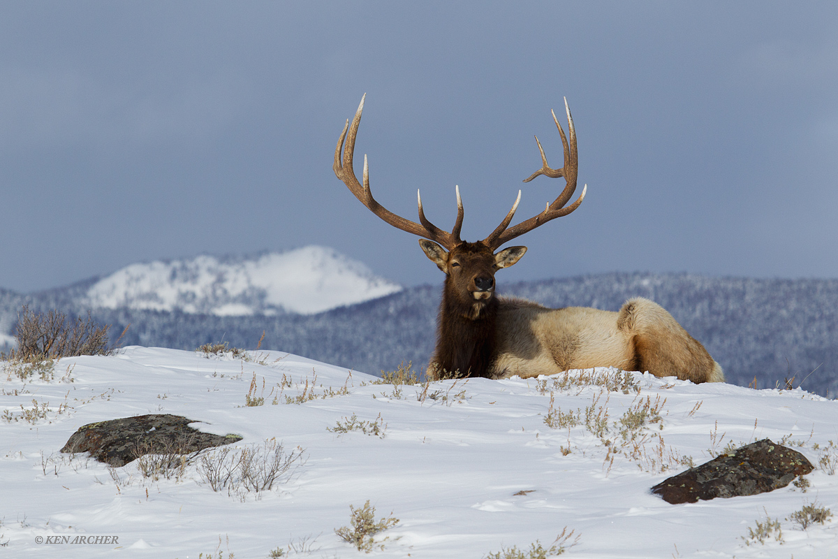 Winter Rest