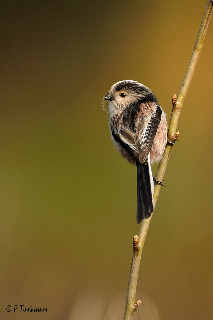 Long tailed tit