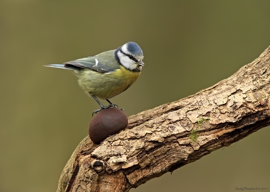 Blue Tit