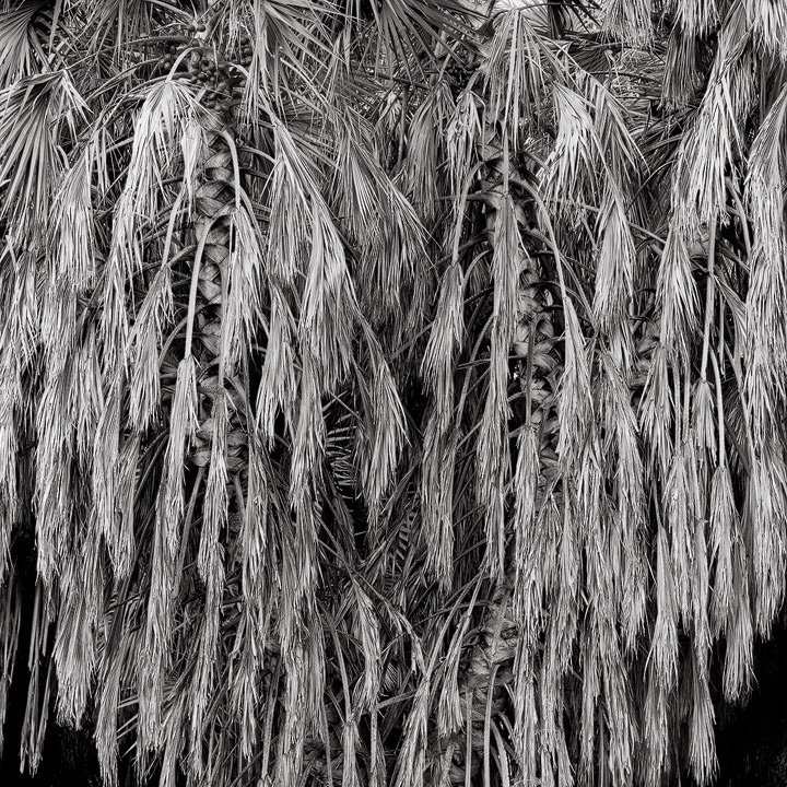 a weeping doum