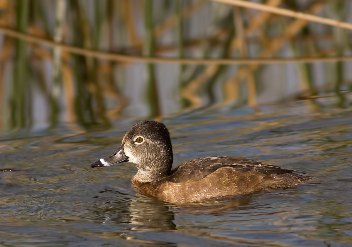 Female Ring-necked Duck