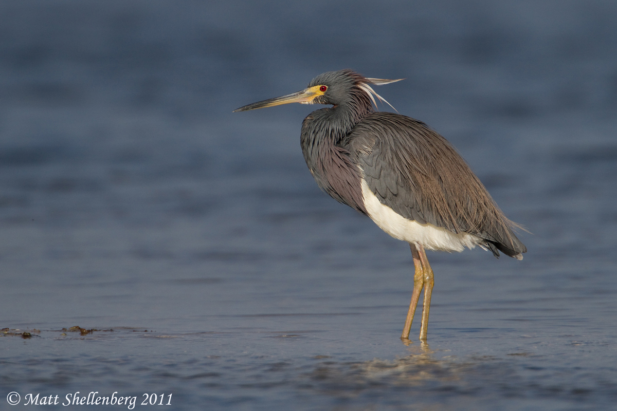 Tri-colored Heron