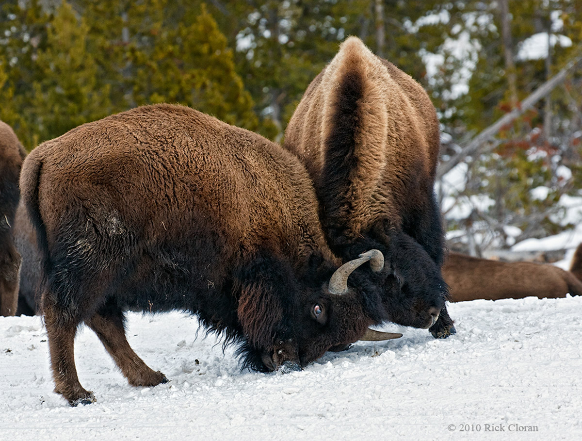 Winter Sparring 