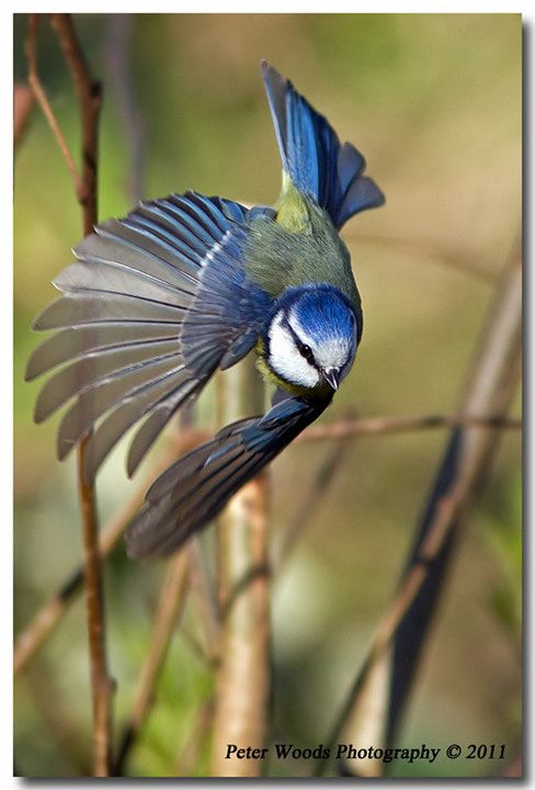 Blue Tit