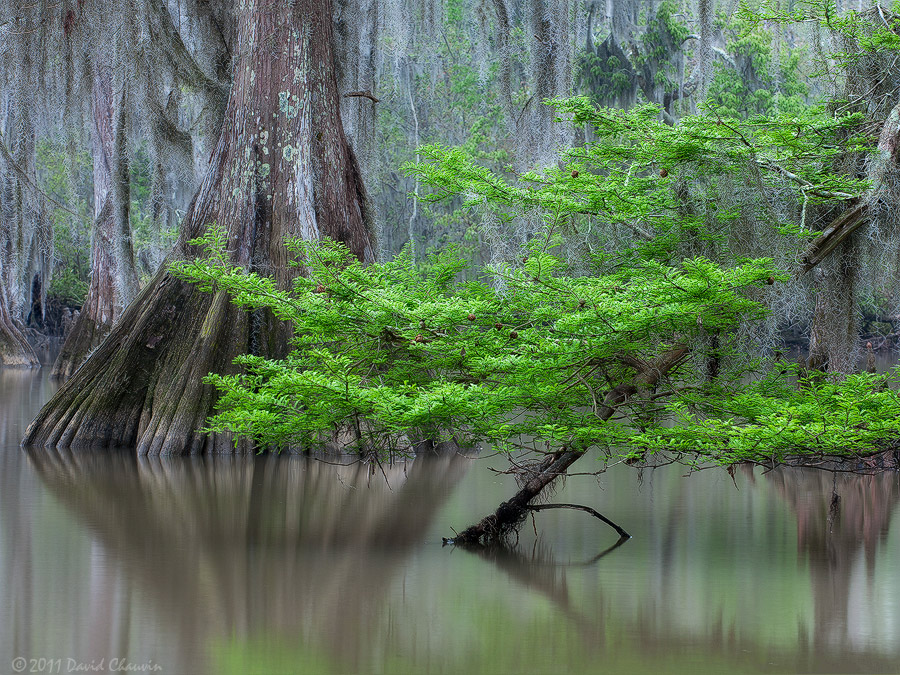 Spring Cypress