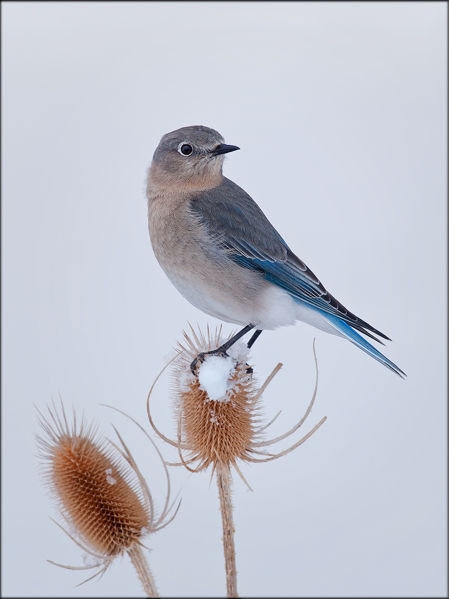 Another Bluebird Female + repost