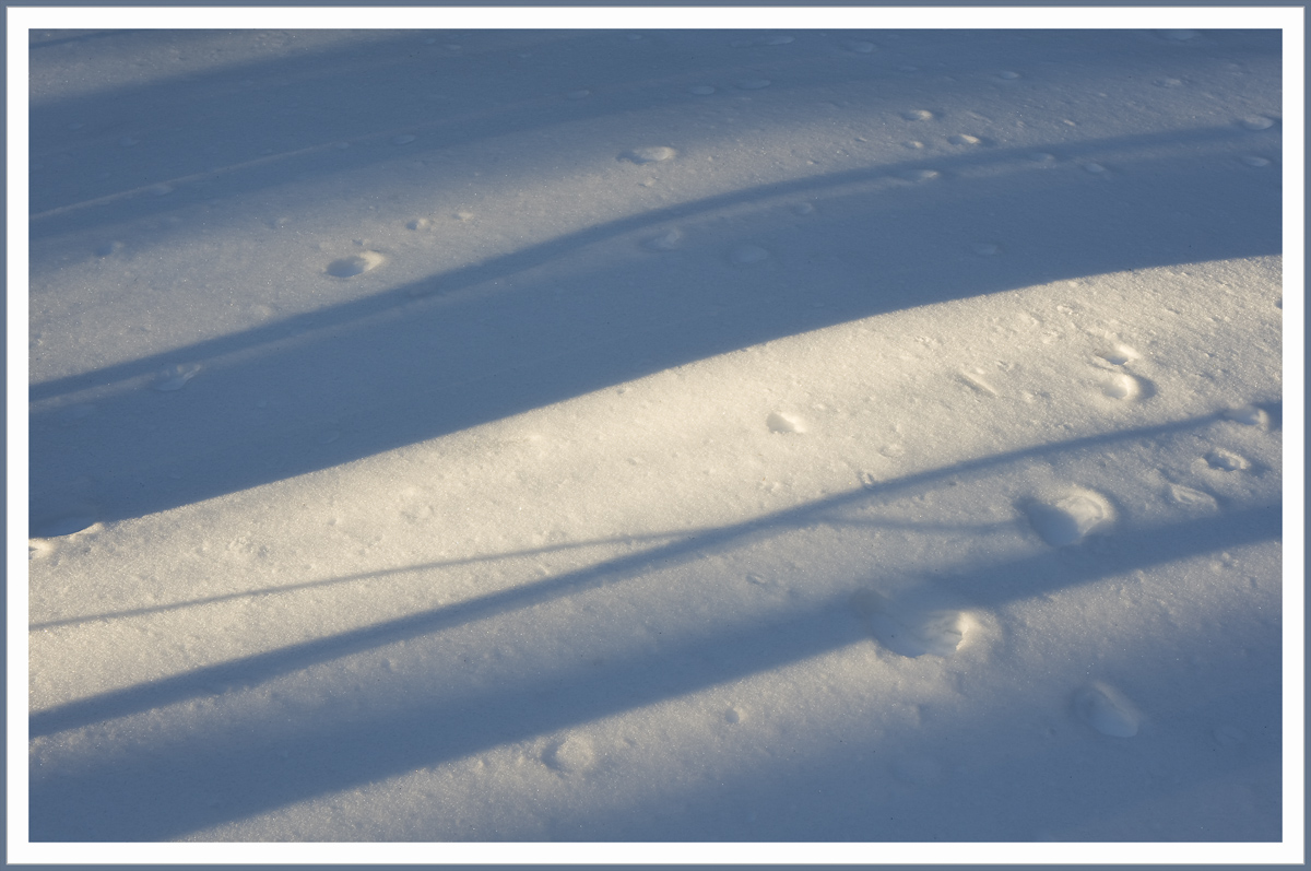 Woods Shadows