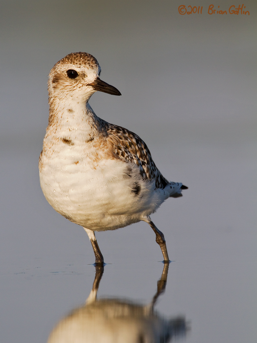 Black-bellied Plover