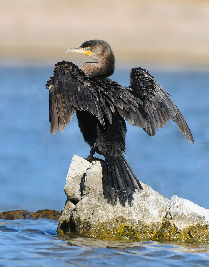 Cormorant