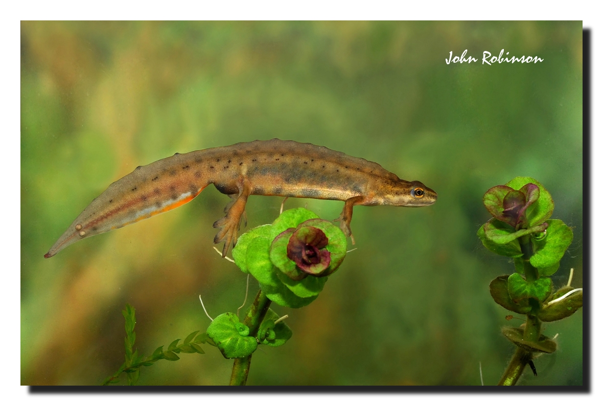 Interesting amphibian