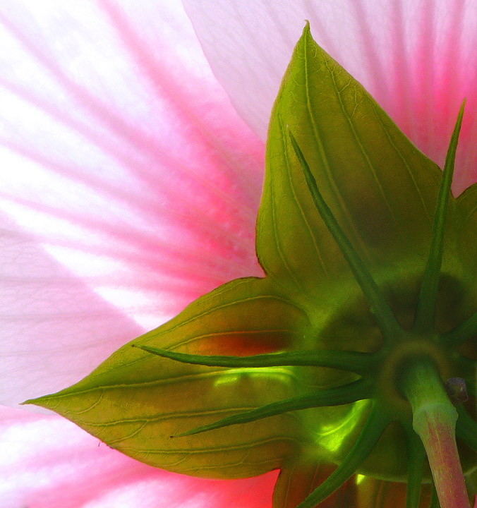 Hibiscus--back view