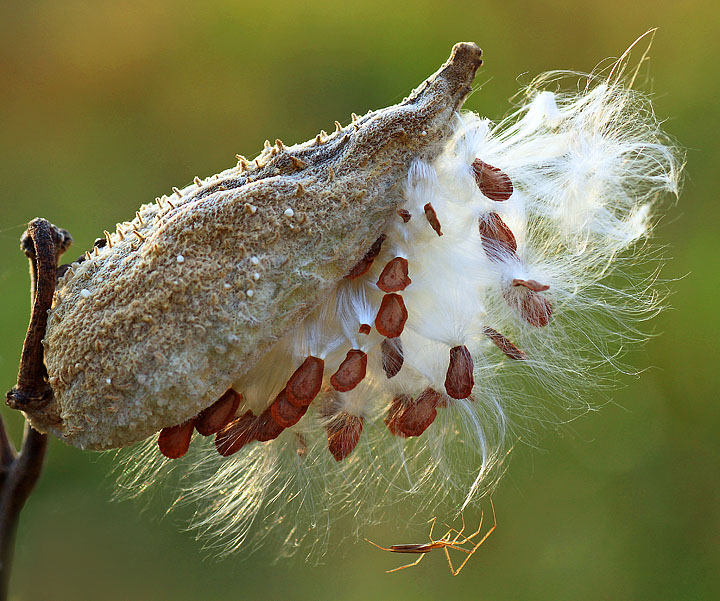 Milkweed with visitor