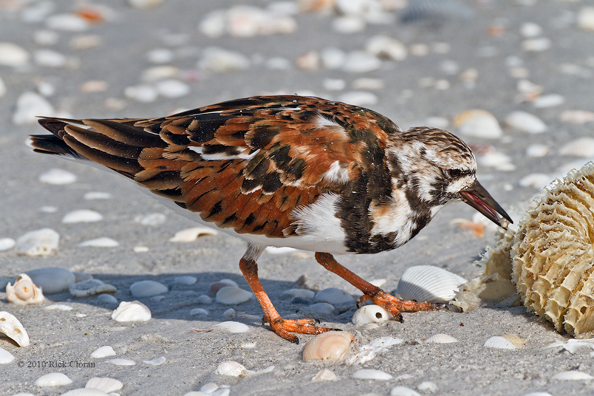 RT Extracting Shell Eggs