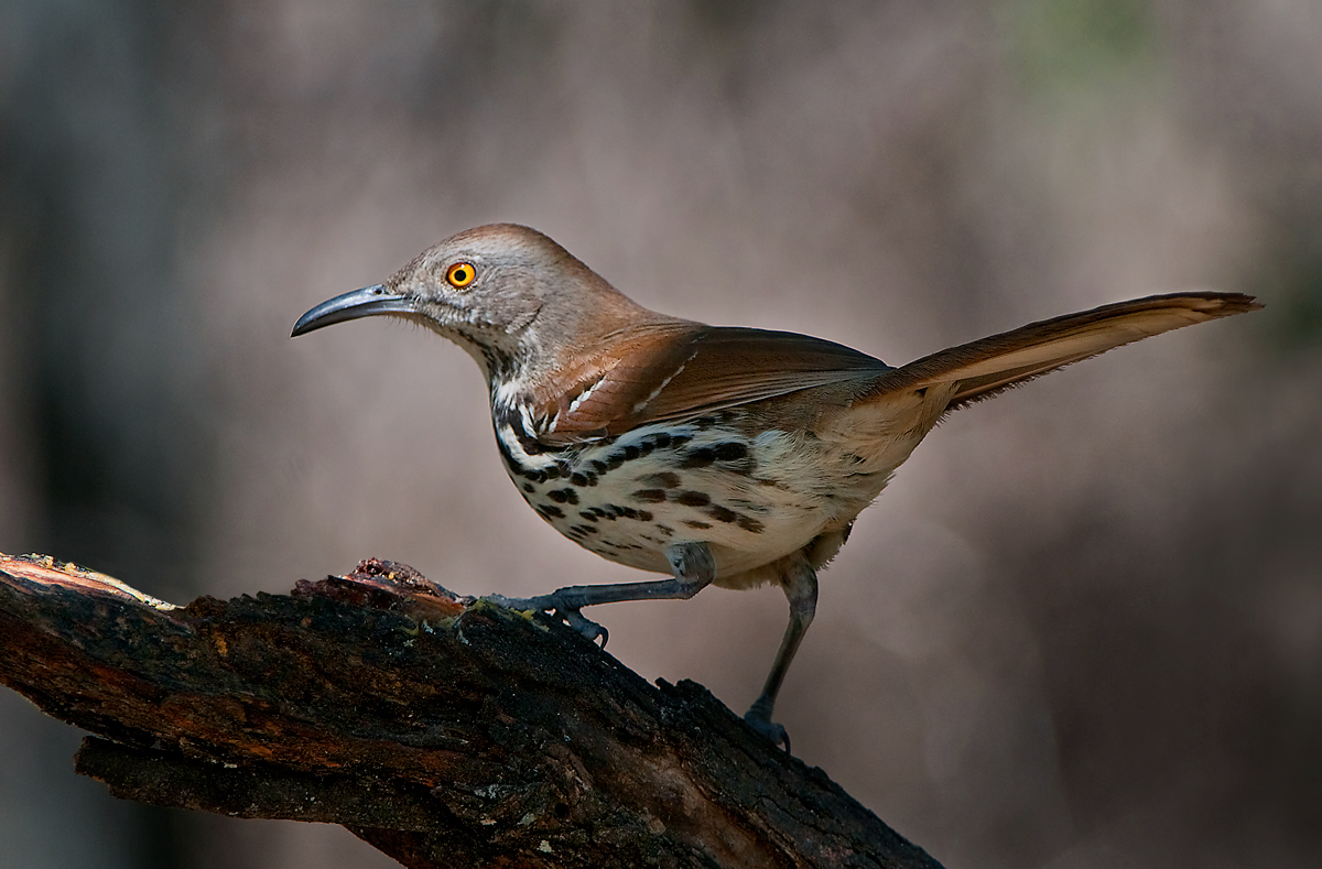 Long-billed Thrasher