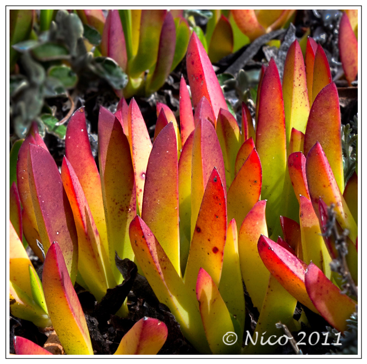 Ice Plant