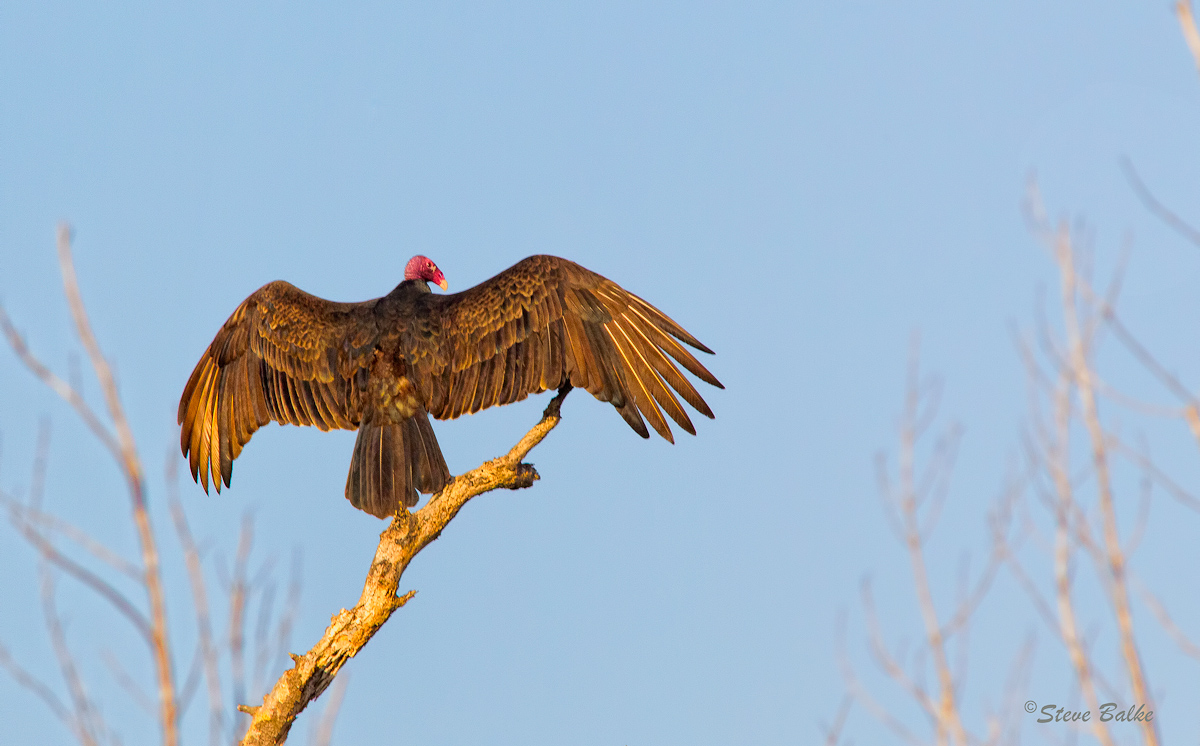 Sunbathing Vulture+Repost