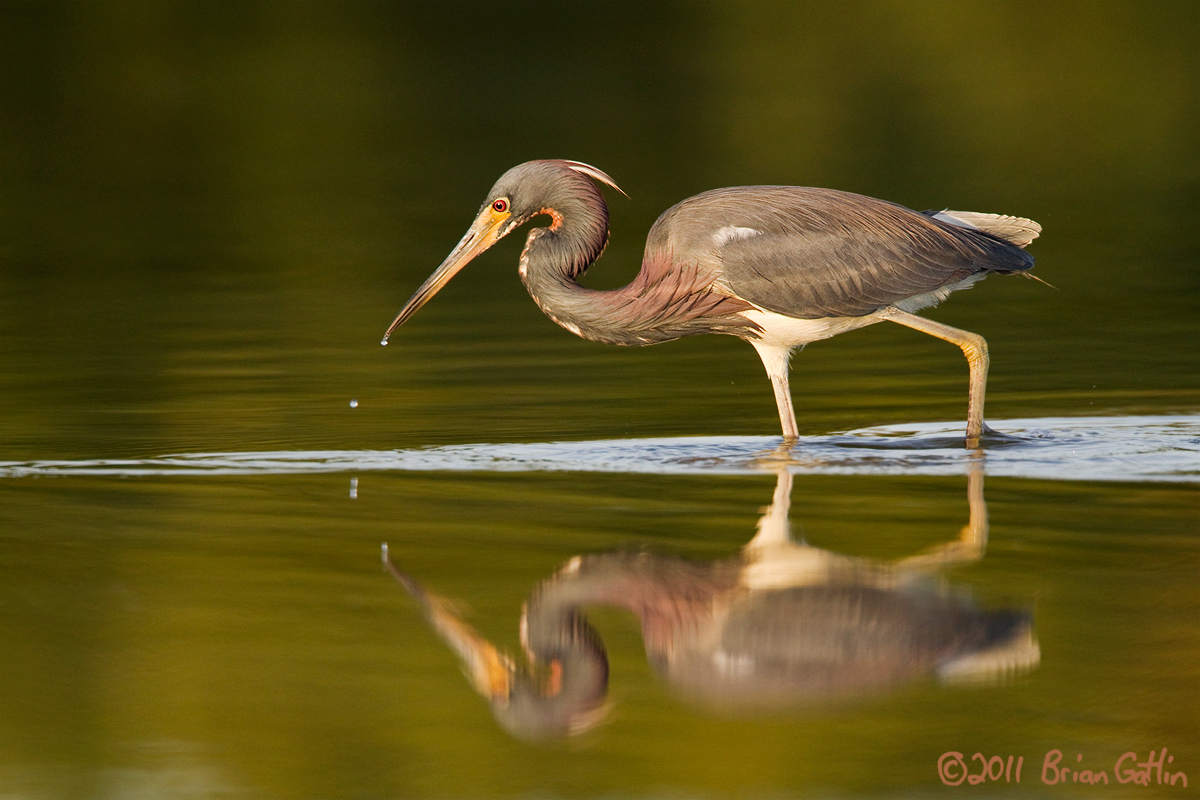 Tricolored Heron