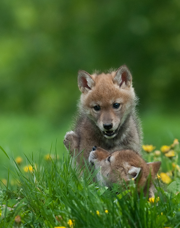 Coyote Pups