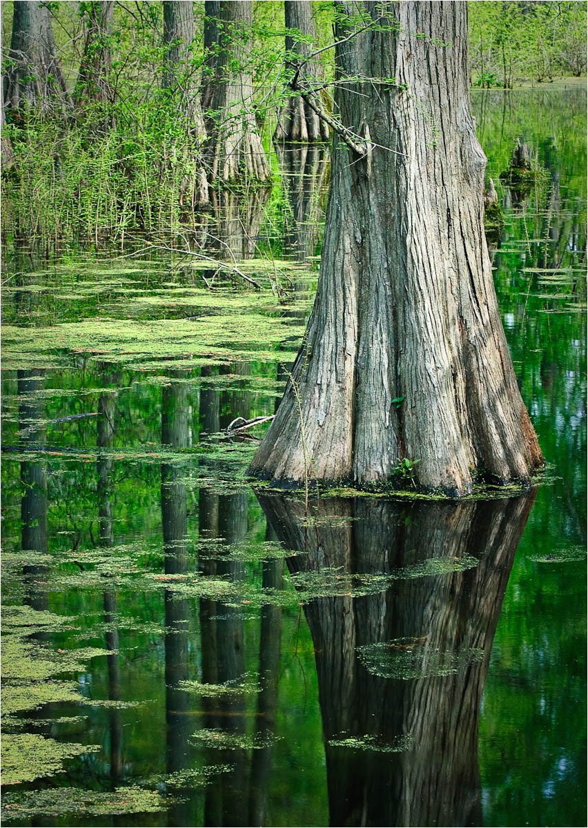 Heron Pond Spring