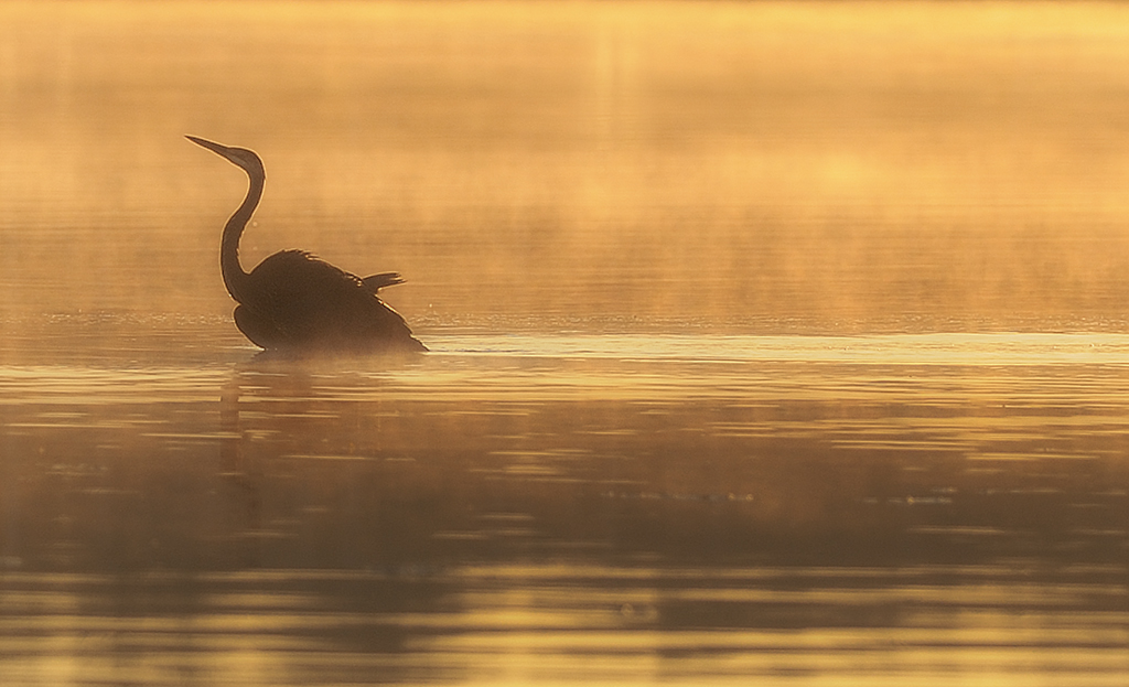 Heron on Golden Water