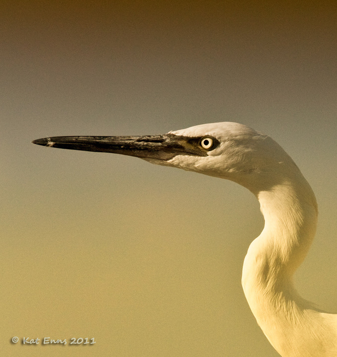 reddish egret wt morph 