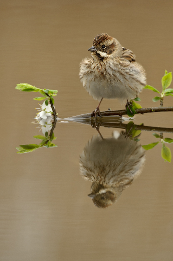 Reed bunting 
