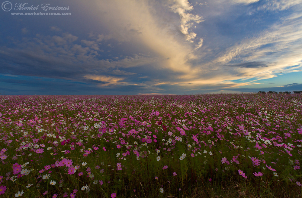 Cosmos Heaven