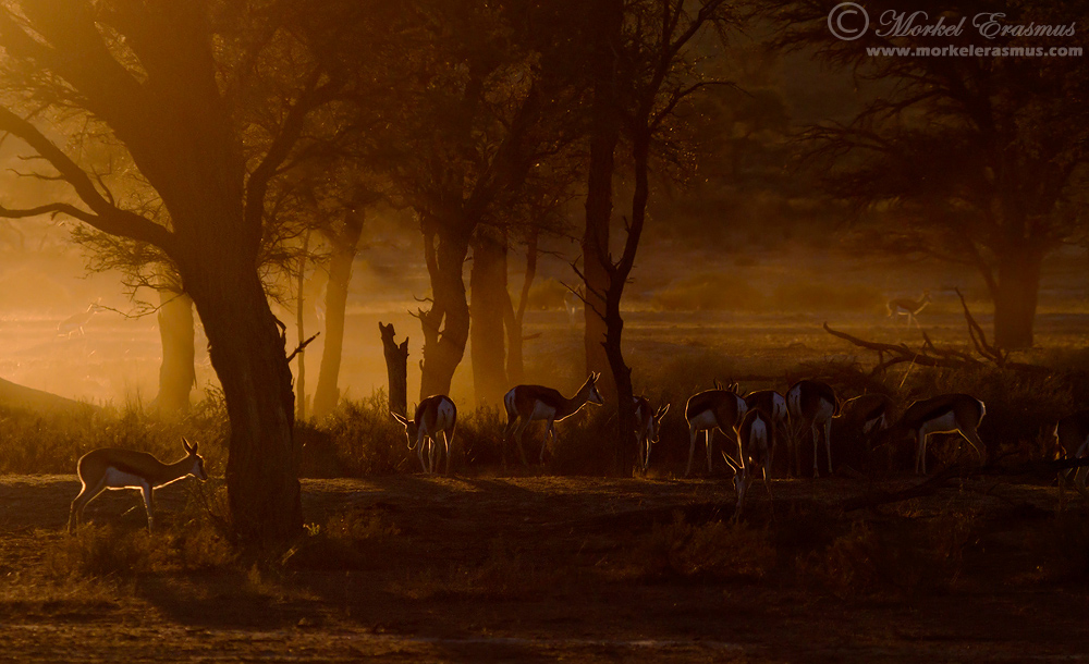 Tranquil Kalahari Dawn