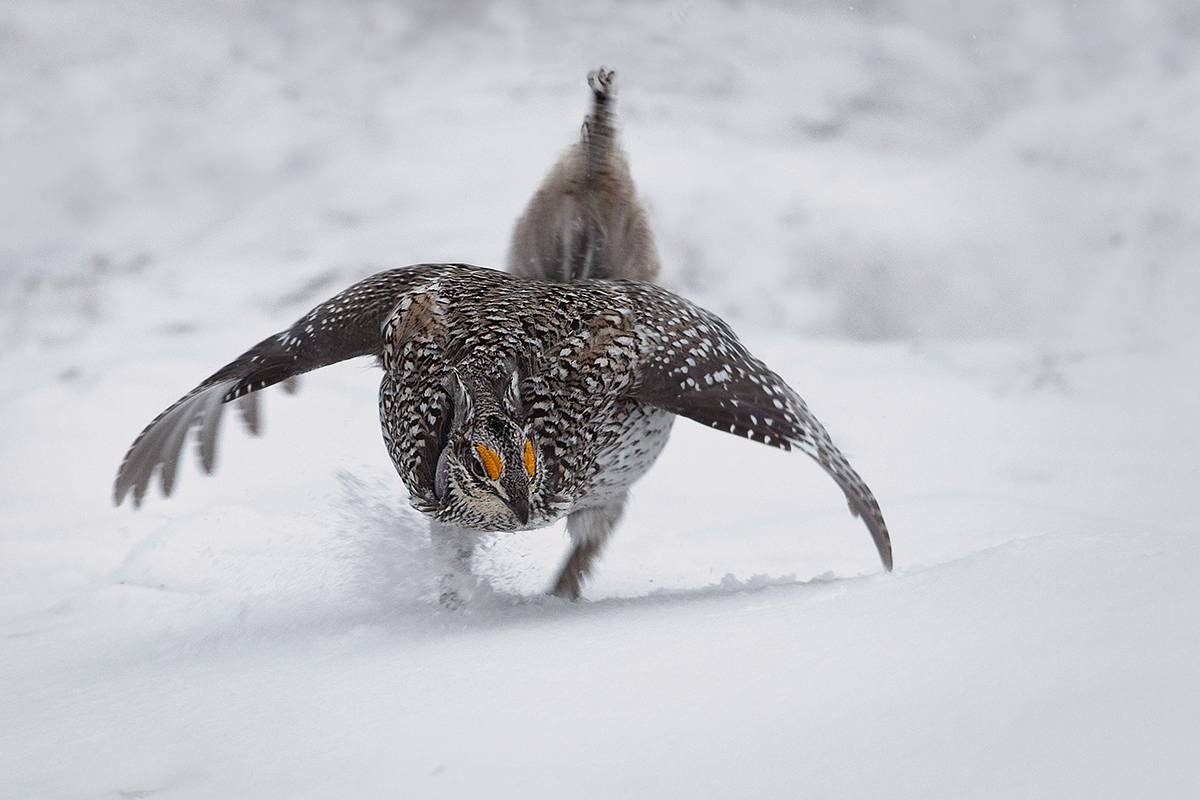 Sharptail Grouse dancing