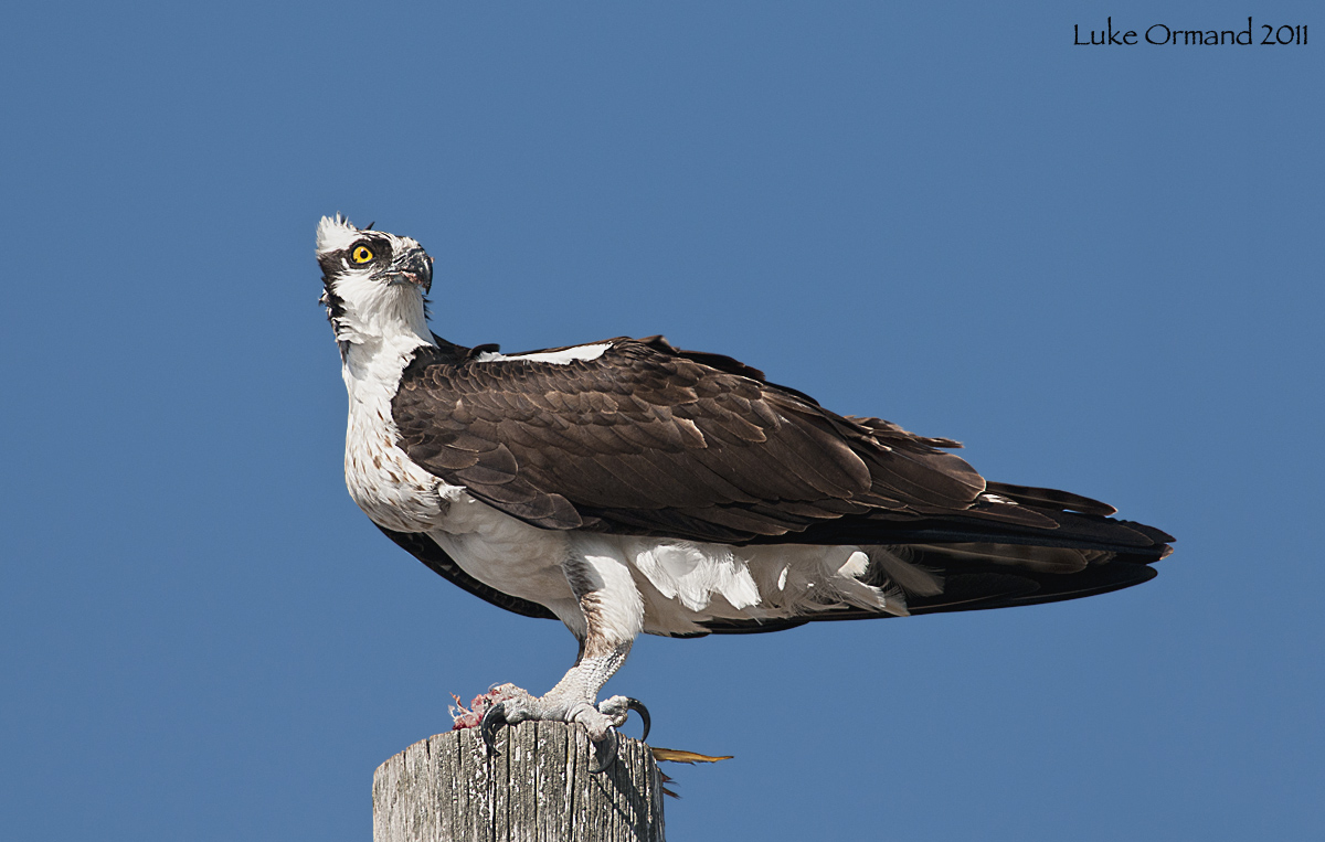 Osprey lunch