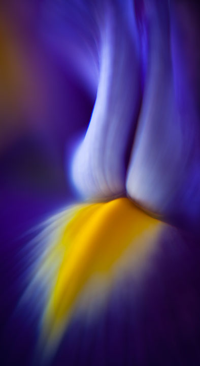 Iris Abstract #2
