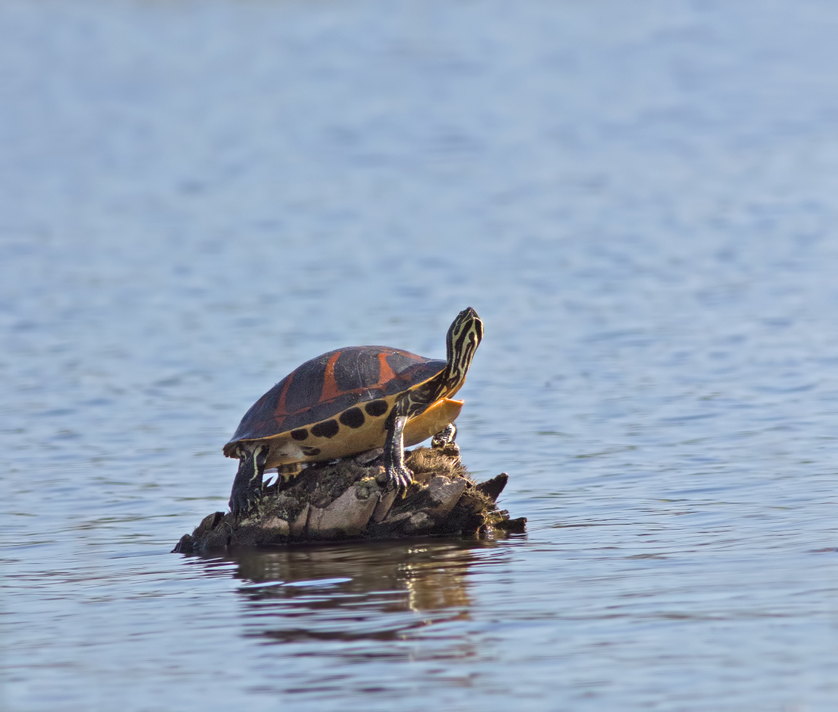 Turtle Sunning + repost