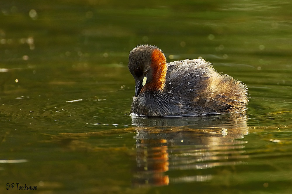 Little Grebe