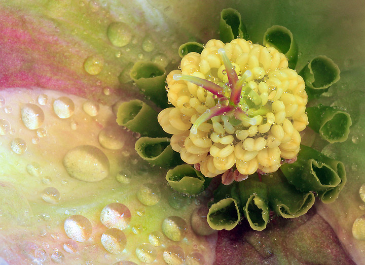 Lenten Rose