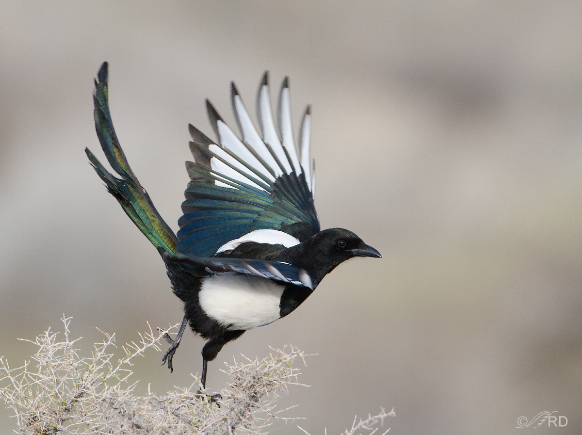 Black-billed Magpie