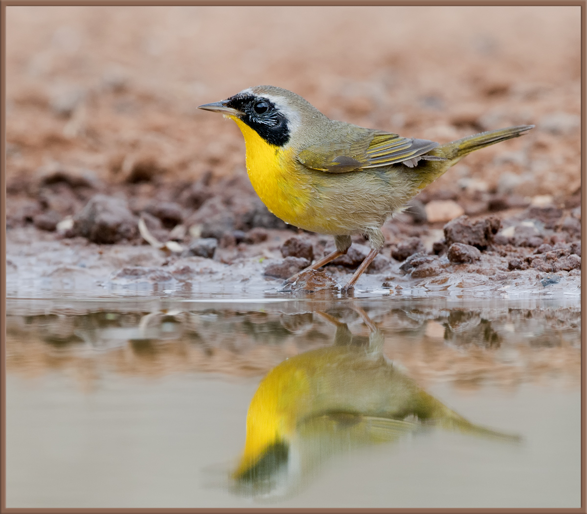 Yellowthroat - SW 